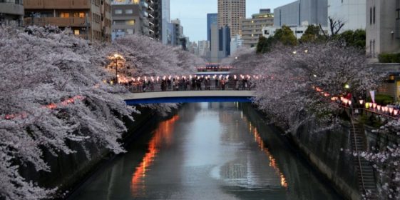 1-meguro-river-sakura