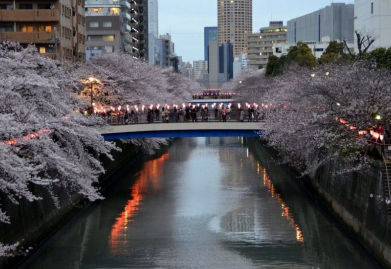 1-meguro-river-sakura