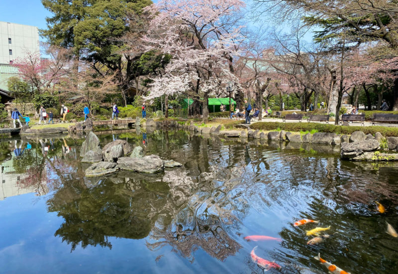 Χανάμι στον Σίντσι Τέιεν (神池庭園)
